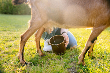 Teenager girl hands milking a goat in the meadow in natural eco farm. Animal care livestock ecological farming concept. Sunset sunlight.. Sun glare effect. - obrazy, fototapety, plakaty