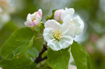 white flowers,in the photo white flowers of a flowering tree in spring