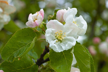 white flowers,in the photo white flowers of a flowering tree in spring
