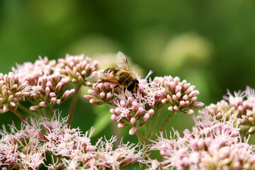 Honey bee collecting pollen on a genus of flowering plants in the Asteraceae family, which includes 36 to 60 species, depending on the classification system.