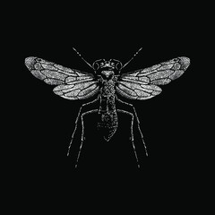 Tarantula Hawk Wasp hand drawing vector illustration isolated on black background