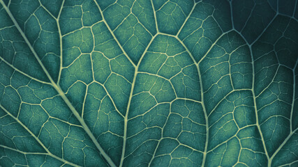 Plant leaf closeup. Mosaic pattern of  cells and veins. Abstract dark background on a vegetable theme. Beautiful nature structure. Blue-green tinted wallpaper. Horseradish leaf. Macro