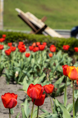 Tulip flowers on the background of defense sandbag wall at the street in Kyiv during Russian Ukrainian war