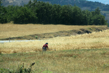 Villagers in Ordu, who dry the grass and turn it into straw, collect straw.