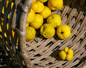 Quince fruits in the old backet on the grass background.	