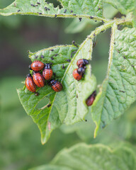 Larvae of the Colorado potato beetle eat a potato leaf. Closeup. Illustration on the theme of protecting this agricultural plant from bugs. Farm and gardening. Vertical stories. Macro