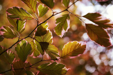 Common beech, branch with leaves seen from below, copy space