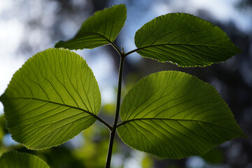 Viburnum alnifolium, leaves seen from below against sky and tree