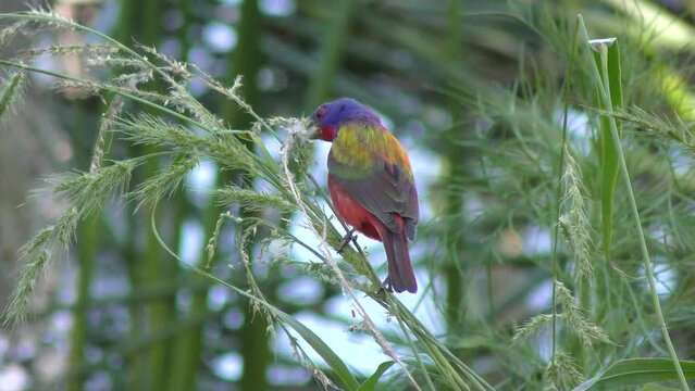Painted Bunting feeds on grass seeds in Florida Woods