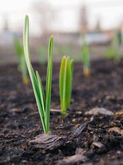 Garlic sprouts sprouting from the soil. Vertical illustration. Spring and the new agricultural season. Garden and yard. Green plant sprout close up