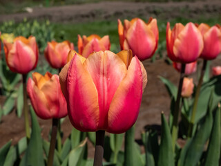 Close-up shot of the Tulip Dawnglow with rosy-peach and apricot petals with a green base and orange-yellow inner leaves flowering in bright sunlight
