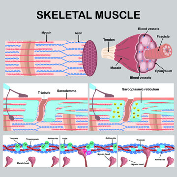 Skeletal muscle in vector hand draw