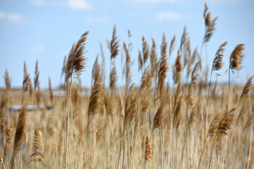 Fototapeta premium Schilfgürtel bei Rust am Neusiedler See im Burgenland, Österreich - Reed belt near Rust on Lake Neusiedl in Burgenland, Austria