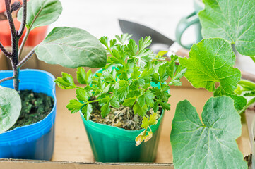 家庭菜園に植える苗たち