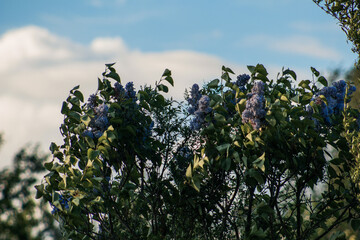 flowers on tree and sky