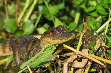 Selective focus image of a juvenile caiman, Crocodilus fuscus, shown in a swamp in Chiriqui, Panama.