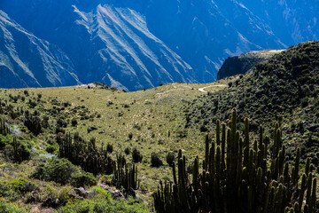 View of Colca Canyon in Peru. It is one of the deepest canyons in the world. Beautiful nature in...