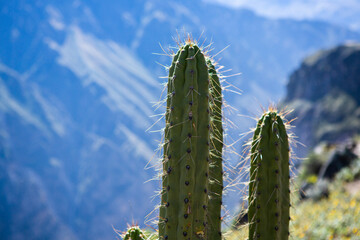 View of Colca Canyon in Peru. It is one of the deepest canyons in the world. Beautiful nature in latin America.