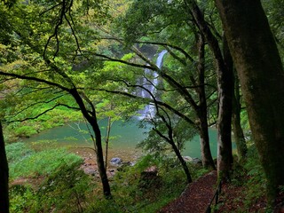 morning in the woods
