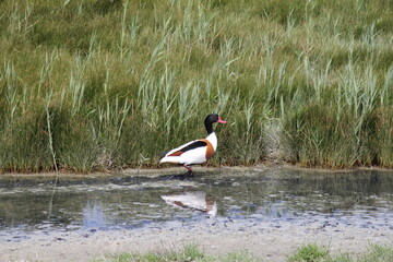 a shelduck walks in a pool in a grassland in a nature reserve behind the dike that is a high water refuge for wading birds