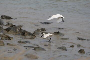 a spoonbill is foraging in the sea and one is flying up above the water at the dutch coast in zeeland in springtime
