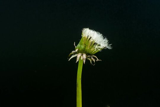 Zeitraffer timelapse einer aufgehenden Pusteblume von L&ouml;wenzahn auf schwarzem Hintergrund