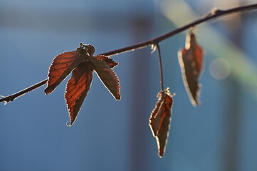 dry leaf on a branch with a very beautiful tragic background good photo wallpaper