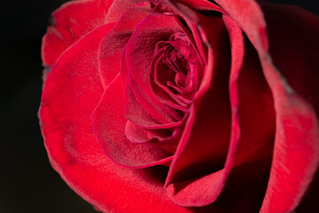 Red rose close-up. Macro red rose flower with a visible structure of delicate flower petals.
