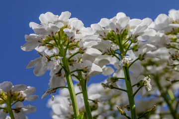 A group of white flowers