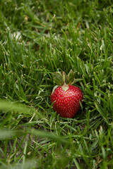 ripe juicy strawberries on the grass, close-up, macro, green grass, bright red strawberries