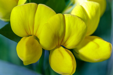 Small spontaneous yellow flowers