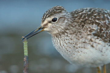 Wood sandpiper (Tringa glareola) feeding on a larvae in the wetlands.