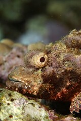 Scorpion Fish very close on a reef in the Red Sea egypt