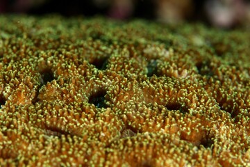 close up of corals and other marine life in the red sea egypt
