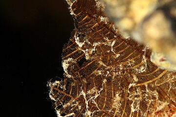 close up of corals and other marine life in the red sea egypt