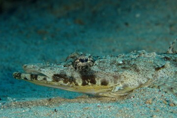 crocodile or flathead fish on a reef in the Red Sea egypt