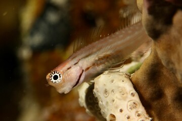 blenny on a reef in the Red Sea egypt