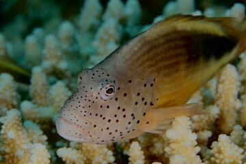 hawkfish on a reef in the Red Sea egypt © PandaFrog