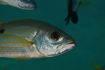 Fototapeta premium yellow striped snapper on a reef in the Red Sea egypt