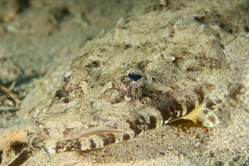 Crocodile Flathead (Cociella crocodilus) in the Red Sea Egypt close up