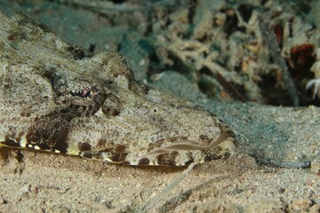 Crocodile Flathead (Cociella crocodilus) in the Red Sea Egypt close up