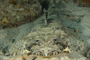 Crocodile Flathead (Cociella crocodilus) in the Red Sea Egypt close up