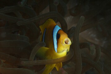 anemone fish with open mouth on a reef in the Red Sea egypt