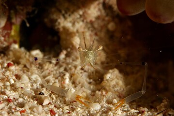 shrimp on a reef in the Red Sea egypt