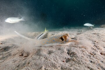 Blue-spotted Ribbontail Stingray in the red sea egypt digging sand