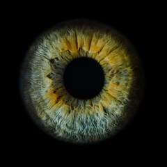 Macro photo of human eye on black background. close-up of blue eye