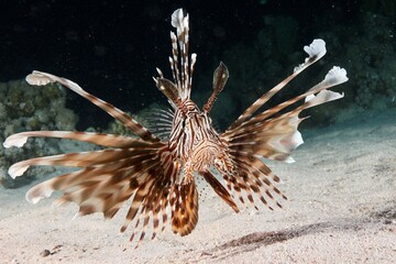 front view of an lionfisch in aggressive stance Red Sea Egypt 