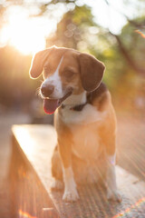 beautiful cute dog beagle in a dog park