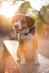 beautiful cute dog beagle in a dog park