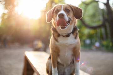 beautiful cute dog beagle in a dog park